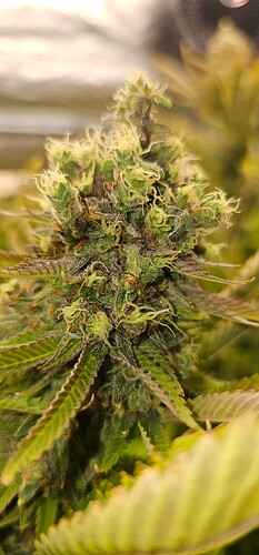 Growreport Bild 26