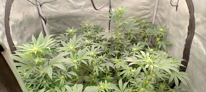 IMG_20250210_174046692_HDR