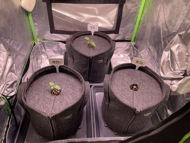 Growreport Bild 3