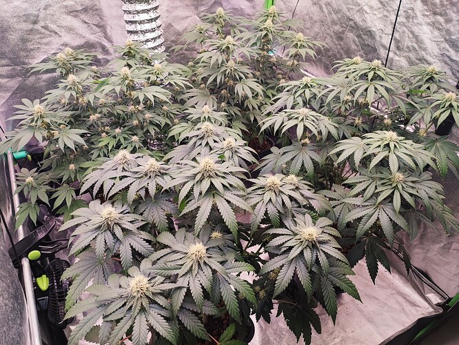Growreport Bild 21