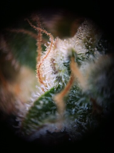Growreport Bild 2