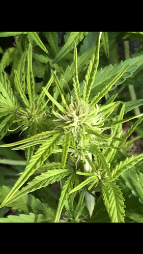 Growreport Bild 6