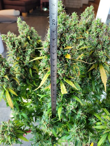 Growreport Bild 4