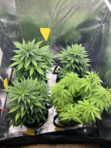 Growreport Bild 9