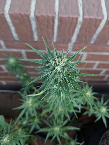 PXL_20240720_070153833