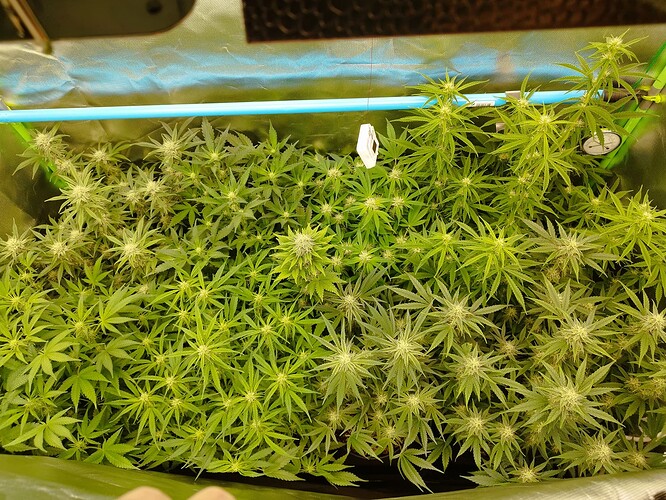 Autos Tag 56