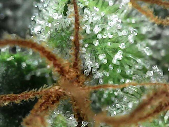Growreport Bild 6
