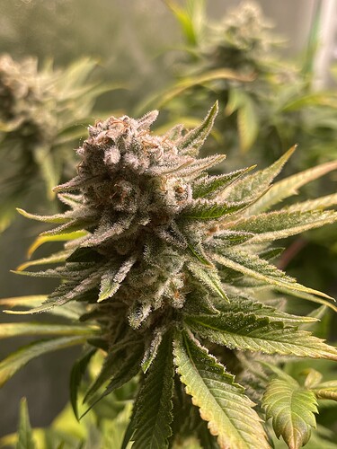 Growreport Bild 9