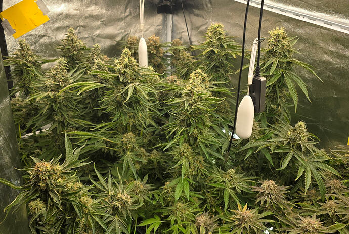 Growreport Bild 5