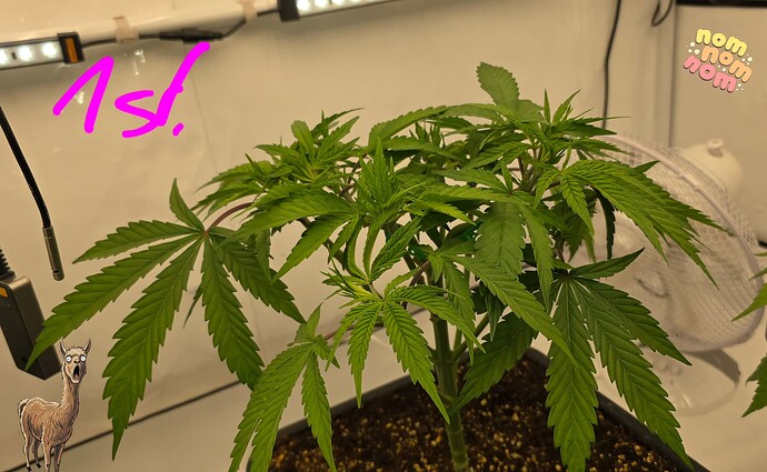 Growreport Bild 36