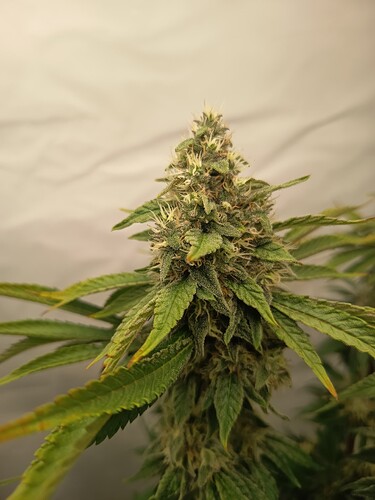 Growreport Bild 37