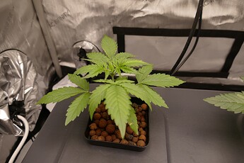 NL1_A_KT18_VT2_2