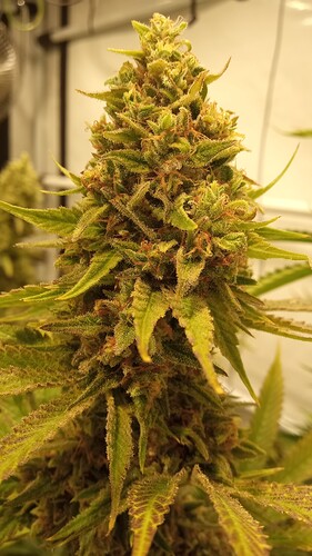 Growreport Bild 2