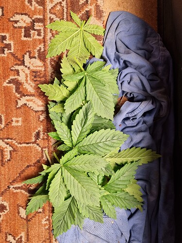 Mehrere grüne Cannabisblätter liegen auf einem Teppich und einem blauen Stoff.