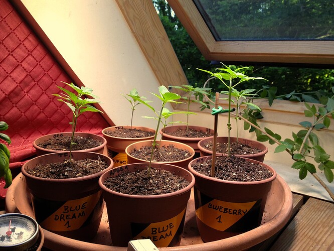 Mehrere junge Cannabispflanzen in Töpfen auf einem Untersetzer vor einem Dachfenster.