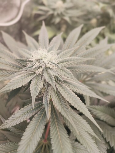 Growreport Bild 54