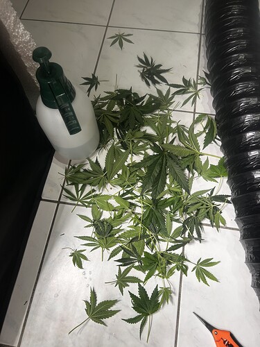 Growreport Bild 36
