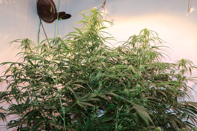 Growreport Bild 9