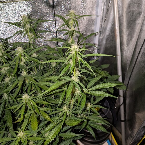 Growreport Bild 19