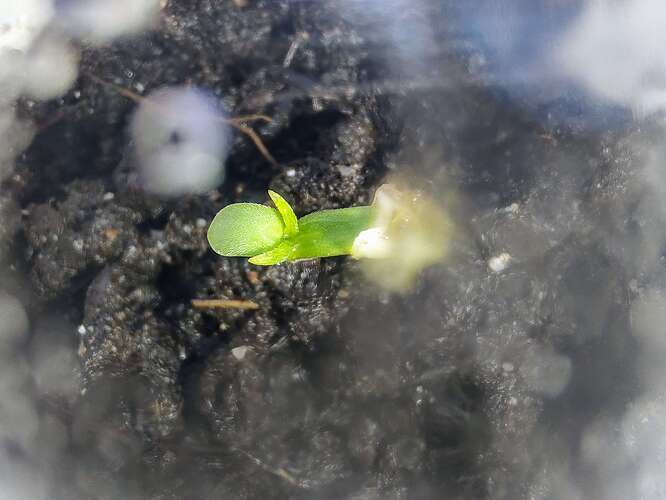 Growreport Bild 11
