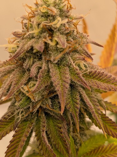 PXL_20240706_160411711