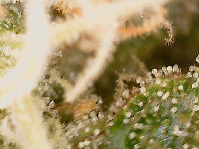 Growreport Bild 9