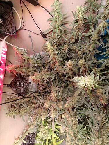 Growreport Bild 15