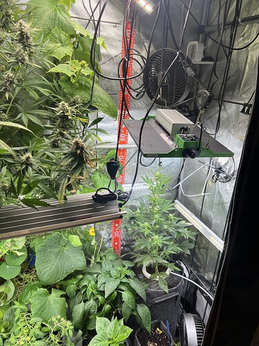 Growreport Bild 36