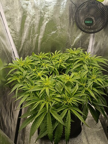 Growreport Bild 3
