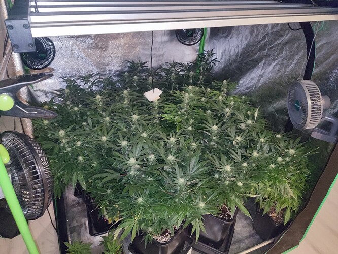 Growreport Bild 21