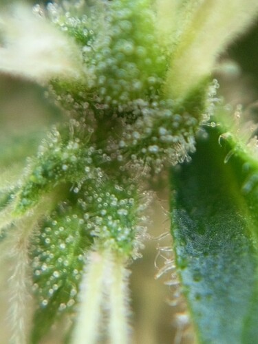 Growreport Bild 14