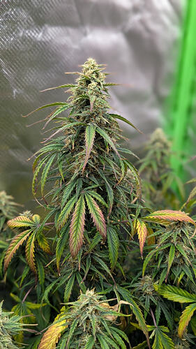 Growreport Bild 6