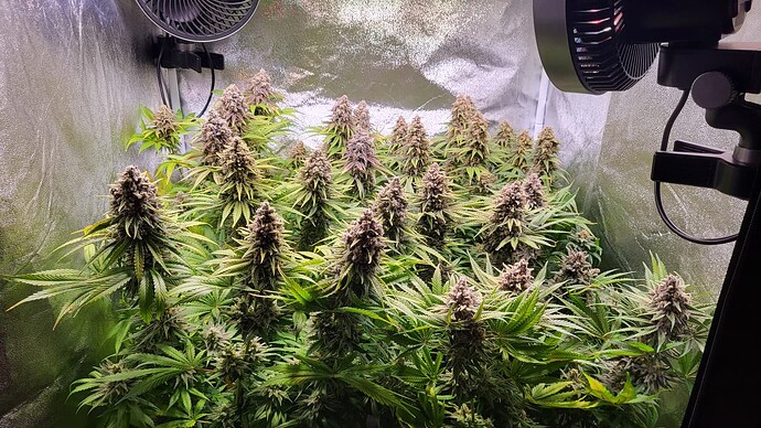 Growreport Bild 3