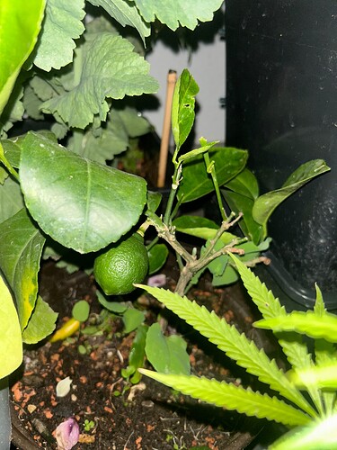 Growreport Bild 71