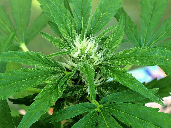Grow26070821