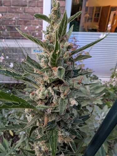 Growreport Bild 2