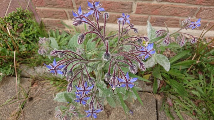 Growreport Bild 6