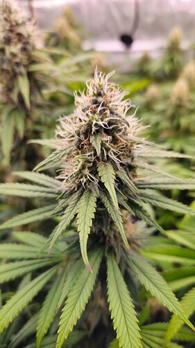 Growreport Bild 15