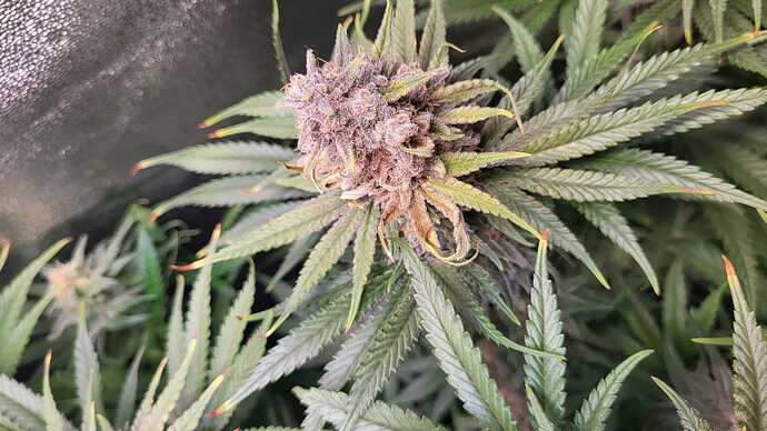 Growreport Bild 5