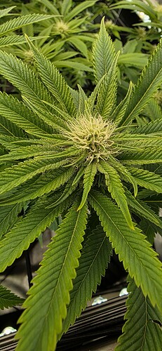Growreport Bild 2