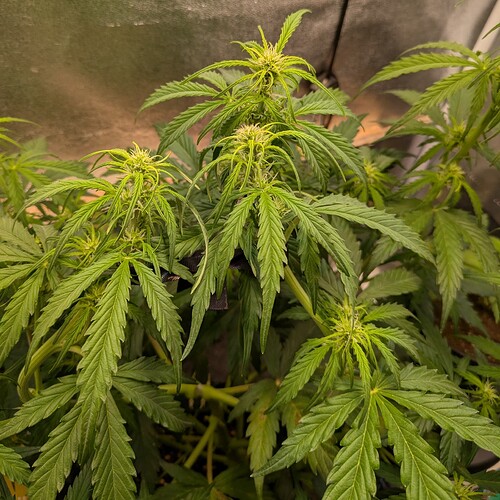 Growreport Bild 7