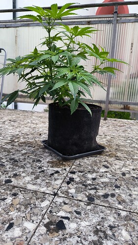 Growreport Bild 3