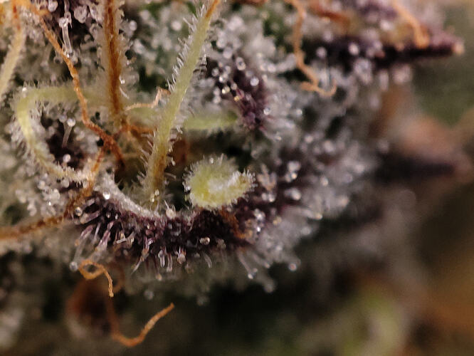 Growreport Bild 79