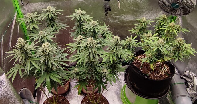 Growreport Bild 1