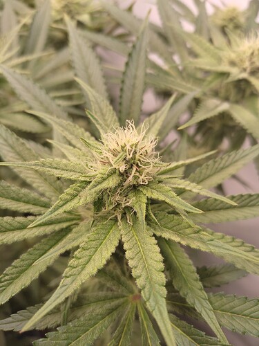 Growreport Bild 13