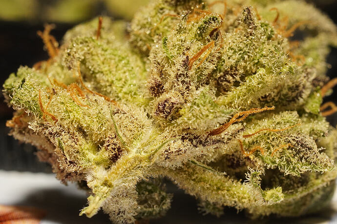 mango kush