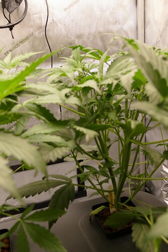 Growreport Bild 3