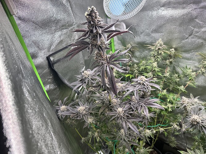 Growreport Bild 6