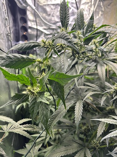 IMG_6616