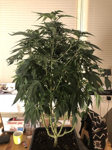 Growreport Bild 1